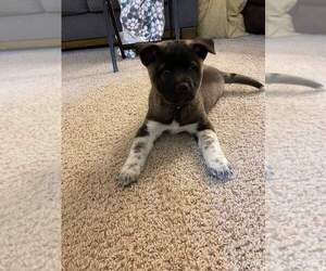 Akita-Siberian Husky Mix Dogs for adoption in New London, WI, USA