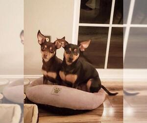 Miniature Pinscher Dogs for adoption in Germantown, OH, USA