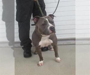 American Pit Bull Terrier-Unknown Mix Dogs for adoption in Louisville, KY, USA