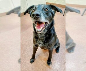 Labrador Retriever Dogs for adoption in Ogden, UT, USA