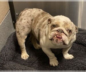 Bulldog-Unknown Mix Dogs for adoption in Orange, CA, USA