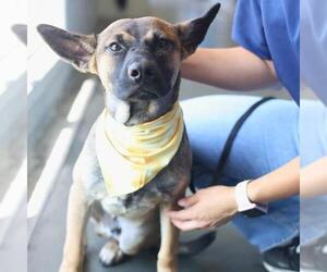 German Shepherd Dog-Unknown Mix Dogs for adoption in San Antonio, TX, USA