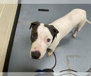 American Pit Bull Terrier Dogs for adoption in Denver, CO, USA