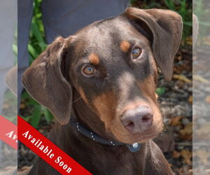 Doberman Pinscher Dogs for adoption in Huntley, IL, USA