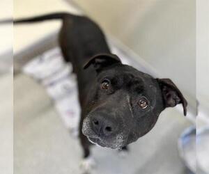 American Pit Bull Terrier-Unknown Mix Dogs for adoption in Palmetto, FL, USA
