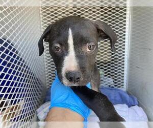 American Pit Bull Terrier Dogs for adoption in Bakersfield, CA, USA