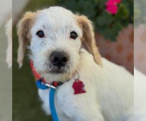 Maltipoo (Miniature) Dogs for adoption in San Diego, CA, USA