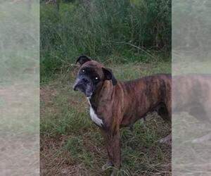 Boxer Dogs for adoption in Oviedo, FL, USA