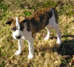 Mutt Dogs for adoption in Harrison, AR, USA