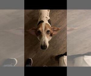 Medium Photo #1 Basset Hound Puppy For Sale in Carrollton, TX, USA
