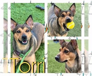 German Shepherd Dog-Unknown Mix Dogs for adoption in Pearland, TX, USA