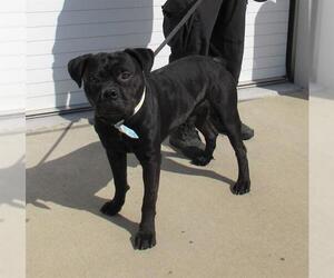 Staffordshire Bull Terrier Dogs for adoption in Louisville, KY, USA