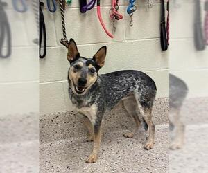 Mutt Dogs for adoption in Brighton, CO, USA