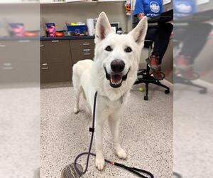 Siberian Husky Dogs for adoption in Brighton, CO, USA