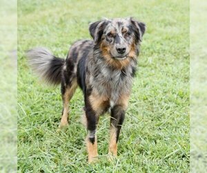 Australian Shepherd Dogs for adoption in Cumming, GA, USA