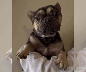French Bulldog Dogs for adoption in New York, NY, USA