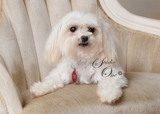Maltese Dogs for adoption in Beloit, WI, USA