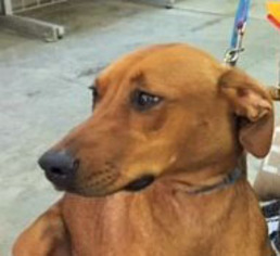 Medium Photo #1 Redbone Coonhound-Unknown Mix Puppy For Sale in Wakefield, RI, USA