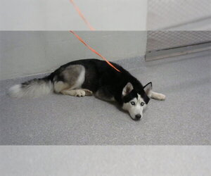 Siberian Husky-Unknown Mix Dogs for adoption in Pasadena, TX, USA