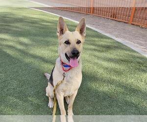 German Shepherd Dog-Unknown Mix Dogs for adoption in Las Vegas, NV, USA