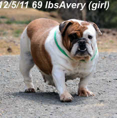 Medium Photo #1 Bulldog Puppy For Sale in Bon Carbo, CO, USA
