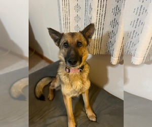 German Shepherd Dog-Unknown Mix Dogs for adoption in Columbus, IN, USA