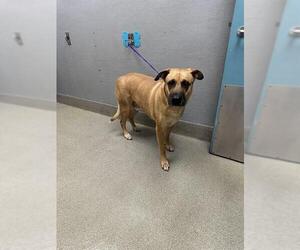 Labrador Retriever-Unknown Mix Dogs for adoption in Las Vegas, NV, USA
