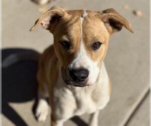 Mutt Dogs for adoption in Tulsa, OK, USA