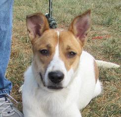 Collie Dogs for adoption in Cincinnati, OH, USA
