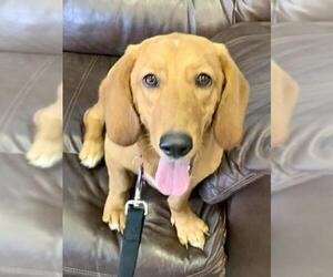 Basschshund Dogs for adoption in Richardson, TX, USA