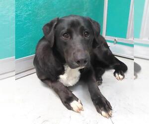 American Pit Bull Terrier-Unknown Mix Dogs for adoption in Oklahoma City, OK, USA