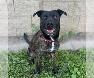 Dutch Shepherd -Unknown Mix Dogs for adoption in Modesto, CA, USA