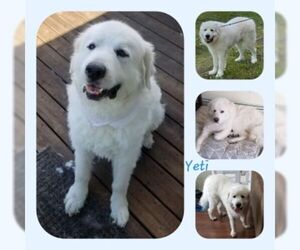 Great Pyrenees Dogs for adoption in Anchorage, AK, USA