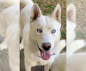 Siberian Husky Dogs for adoption in Riverside, CA, USA