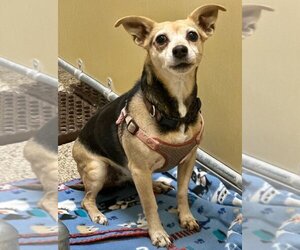Chihuahua-Unknown Mix Dogs for adoption in Great Bend, KS, USA
