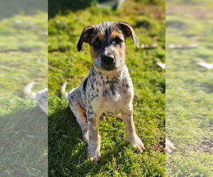 Mutt Dogs for adoption in Rockaway, NJ, USA