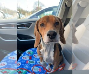Beagle-Unknown Mix Dogs for adoption in Atlanta, GA, USA