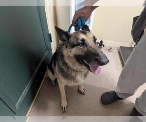 German Shepherd Dog Dogs for adoption in Pasadena, CA, USA