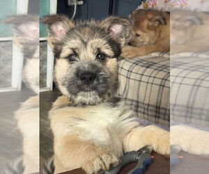 Border Terrier-Unknown Mix Dogs for adoption in Duluth, MN, USA