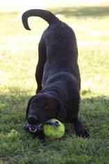 Labrador Retriever Dogs for adoption in Mesa, AZ, USA