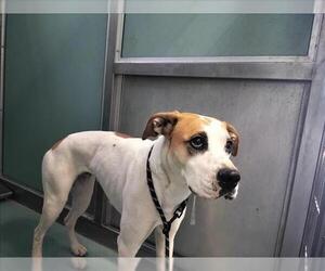 Boxer-Unknown Mix Dogs for adoption in Moreno Valley, CA, USA