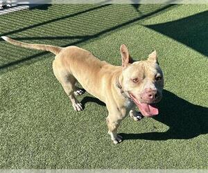 American Staffordshire Terrier-Unknown Mix Dogs for adoption in Grand Prairie, TX, USA