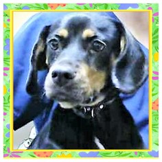 Beagle Dogs for adoption in San Jacinto, CA, USA