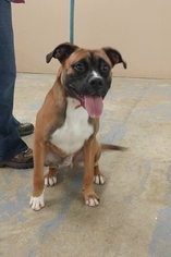 Small Boxer Mix