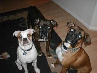 Rat Terrier Dogs for adoption in Cumming, GA, USA