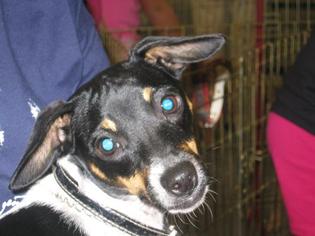 Rat Terrier Dogs for adoption in Youngsville, LA, USA