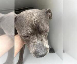 American Pit Bull Terrier-Unknown Mix Dogs for adoption in Houston, TX, USA