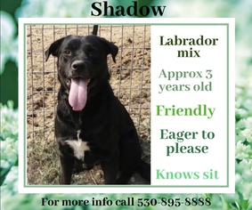 Medium Photo #1 Labrador Retriever-Unknown Mix Puppy For Sale in Chico, CA, USA
