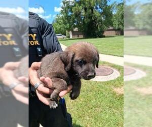 Labrador Retriever-Unknown Mix Dogs for adoption in Houston, TX, USA