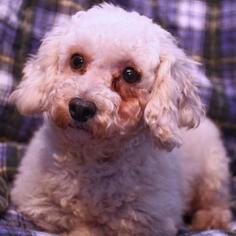 Poodle (Miniature) Dogs for adoption in Madison, WI, USA
